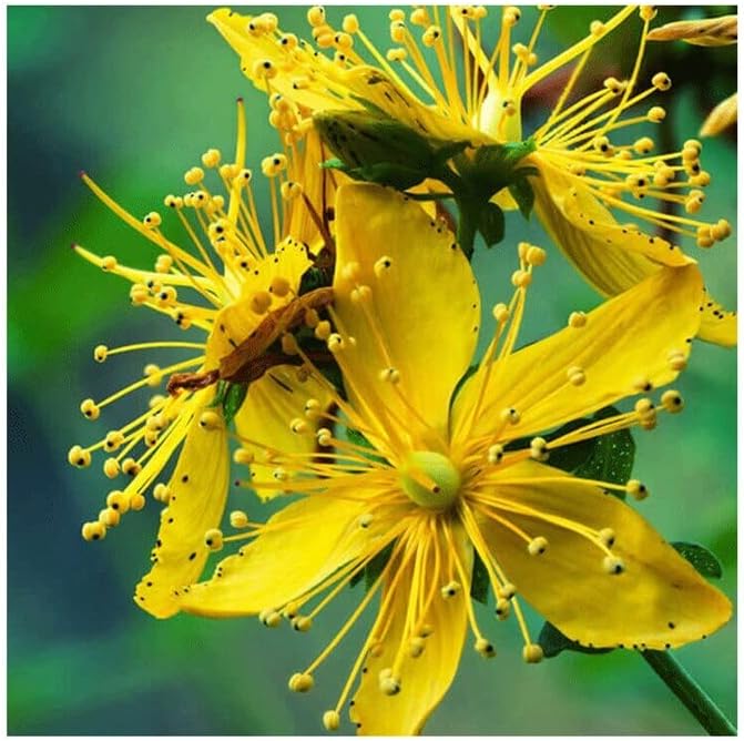 St. John's Wort EFNE – Emotional Balance and Improved Rest