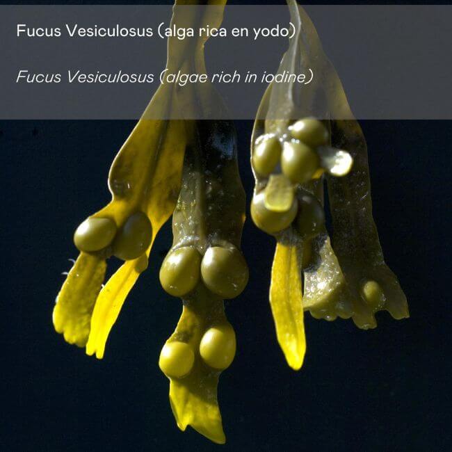Crema corporal de alga anticelulítica - Montber Professional Brand
